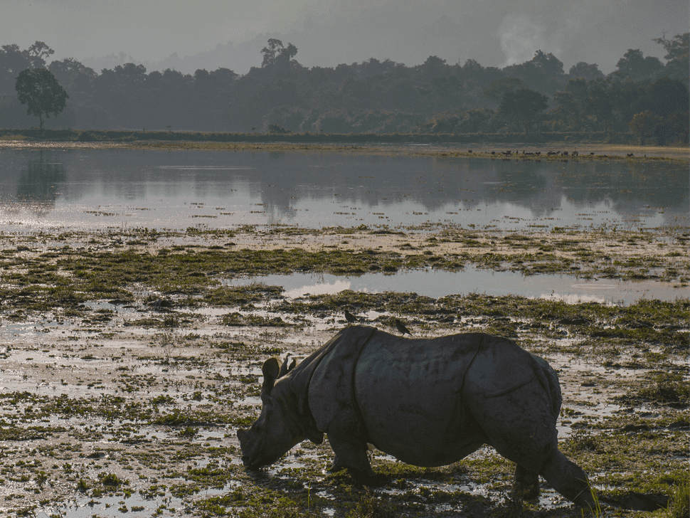 Assam